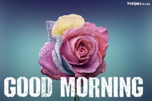 good morning rose image