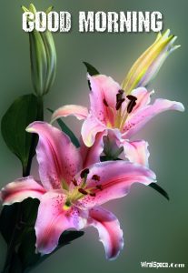 good morning rose image