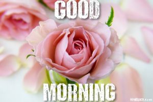 good morning rose image