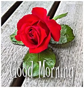 good morning rose image