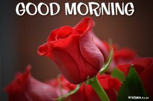 good morning rose image