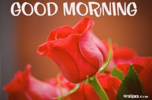 good morning flower images free download