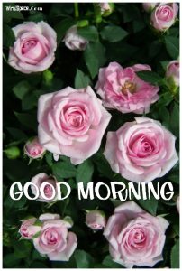 good morning rose image