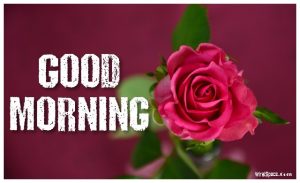 good morning rose image