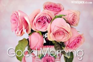 good morning rose image