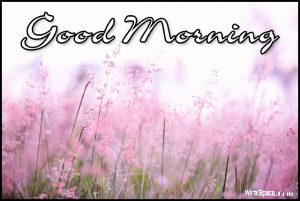 good morning flower images free download