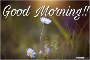 good morning flower images free download