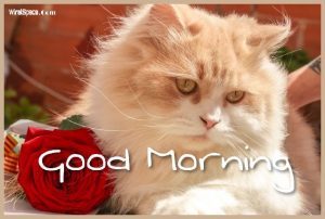 good morning images download