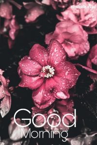 good morning images of flowers