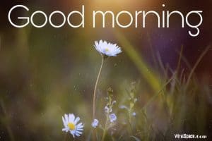 good morning images of nature