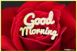 good morning rose images 