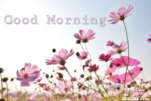 good morning rose images 