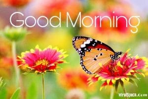 good morning images of nature