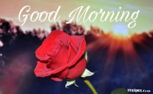 good morning rose images 