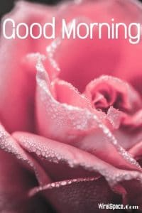good morning rose images 